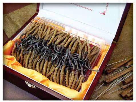 左权冬虫夏草回收